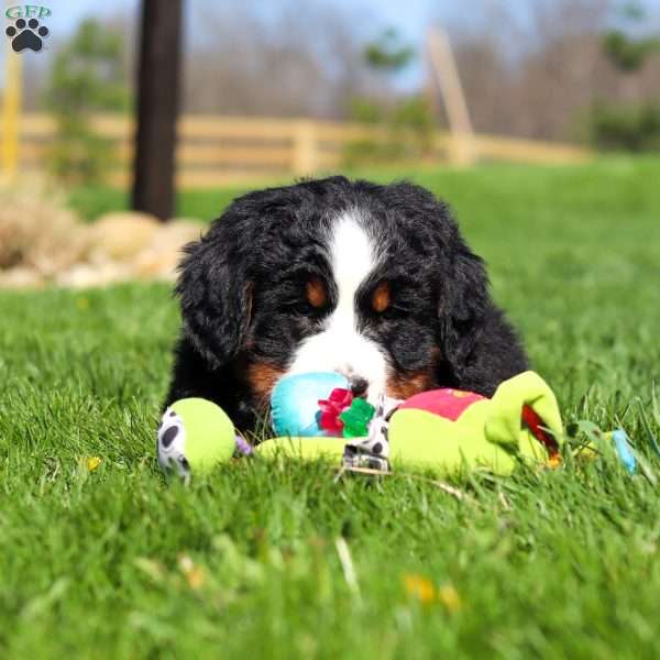 Florence, Bernese Mountain Dog Puppy